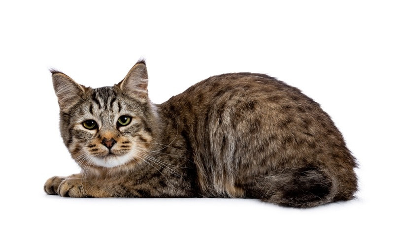Domestic cat sitting next to bobcat, illustrating the size difference and potential challenges in mating