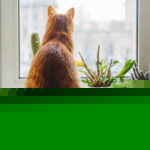 Cat near aloe vera plant