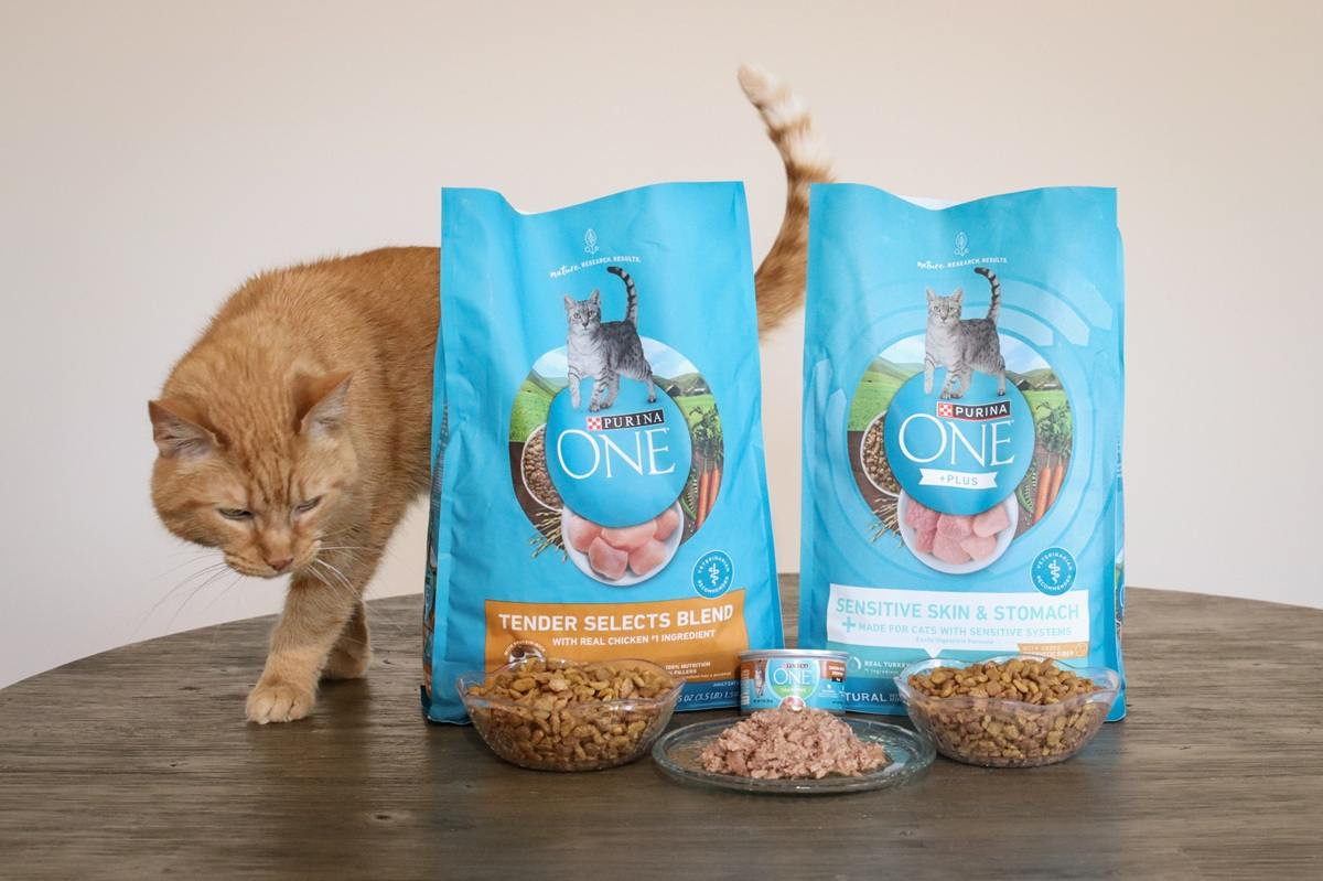 Cat Eating Purina One