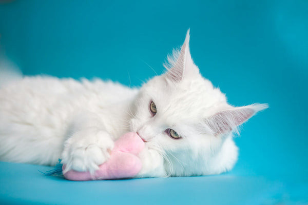 Cat getting groomed