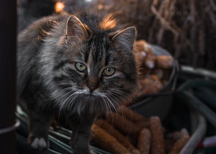 Playful Tabby Cat