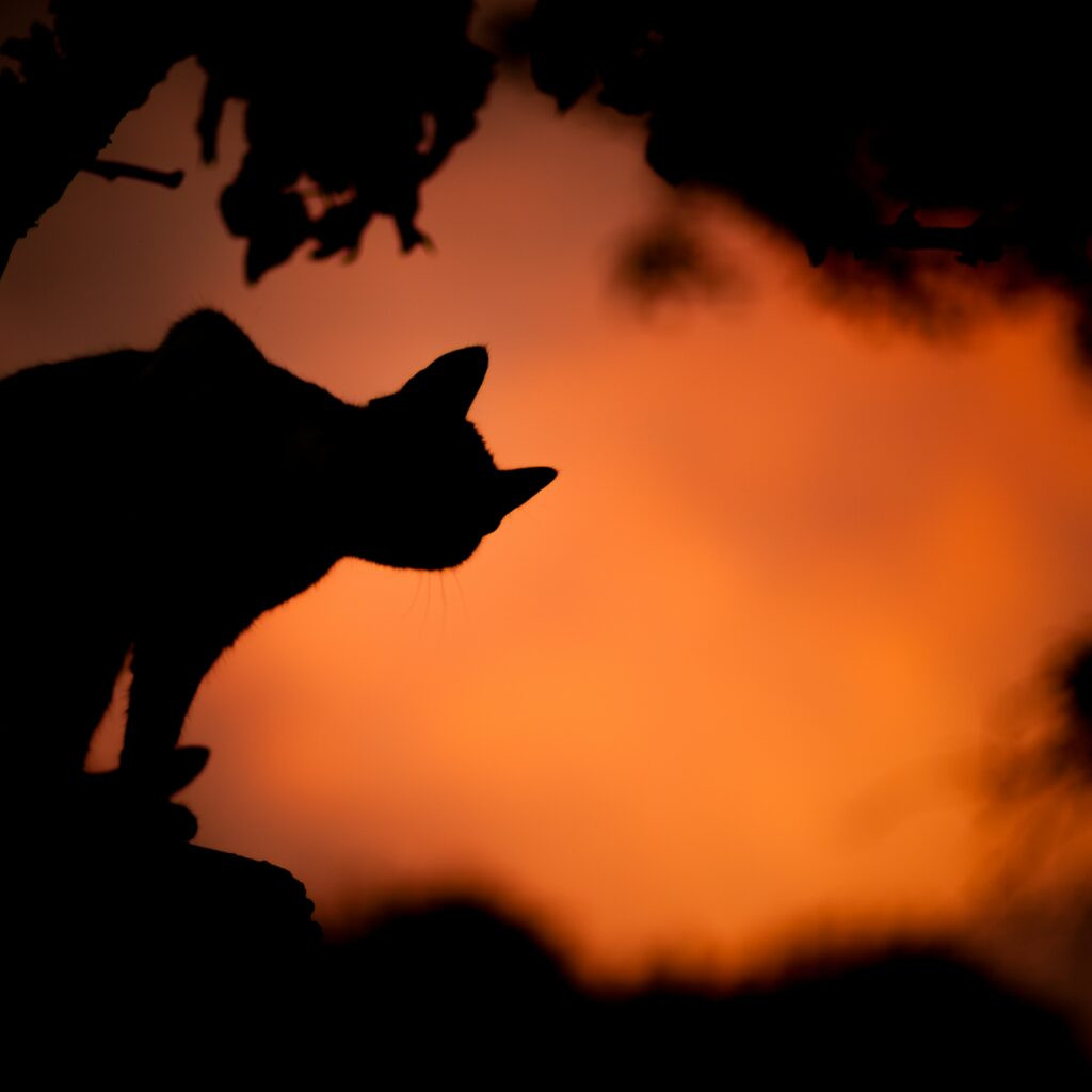 An outline of a cat against an orange background. There are leaves outlines.
