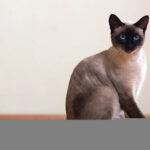 A sleek Siamese cat sitting gracefully, exemplifying the typical size and elegance of medium breeds