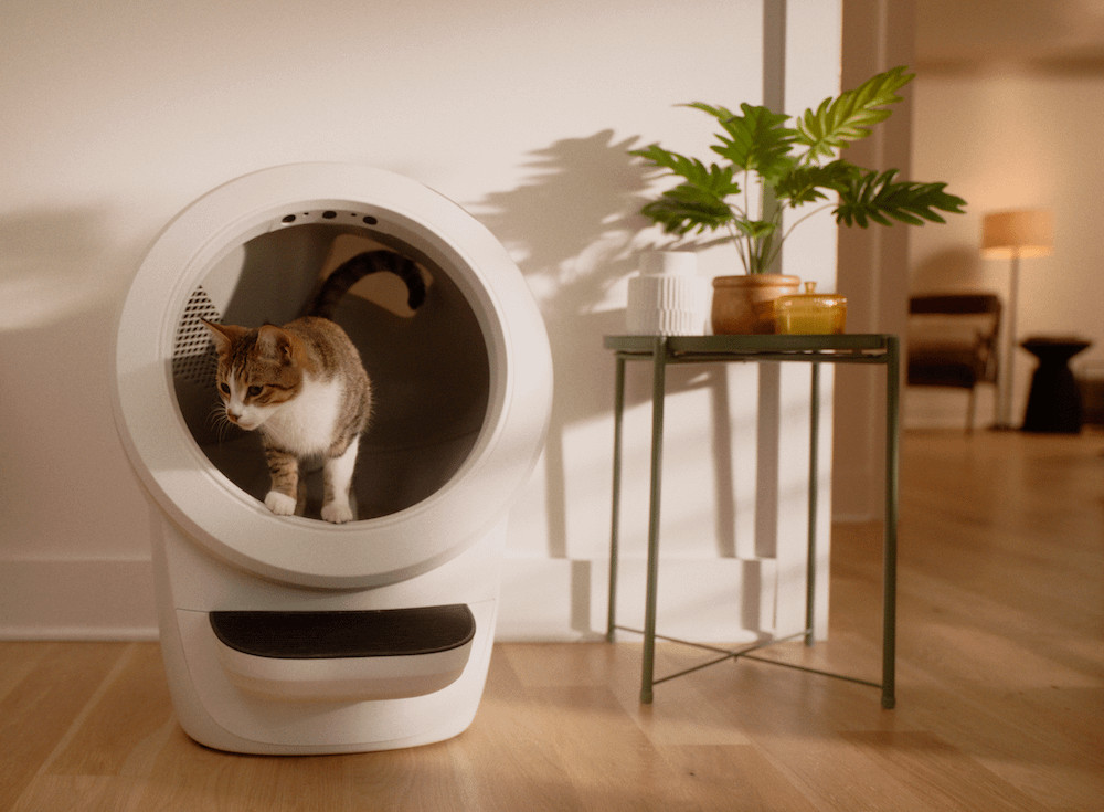 A cat comfortably using the Litter-Robot 4, highlighting its clean and inviting design, which cats prefer over dirty litter boxes