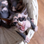 Two cute tabby kittens meowing
