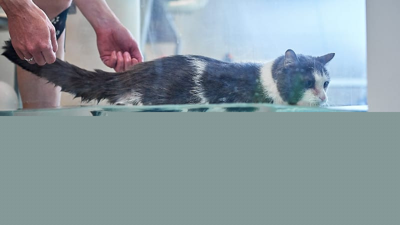 Cat undergoing stroke treatment