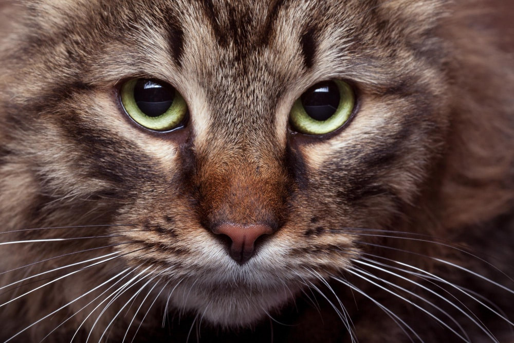 A tabby cat, known for its comforting presence, relaxes in a sunbeam
