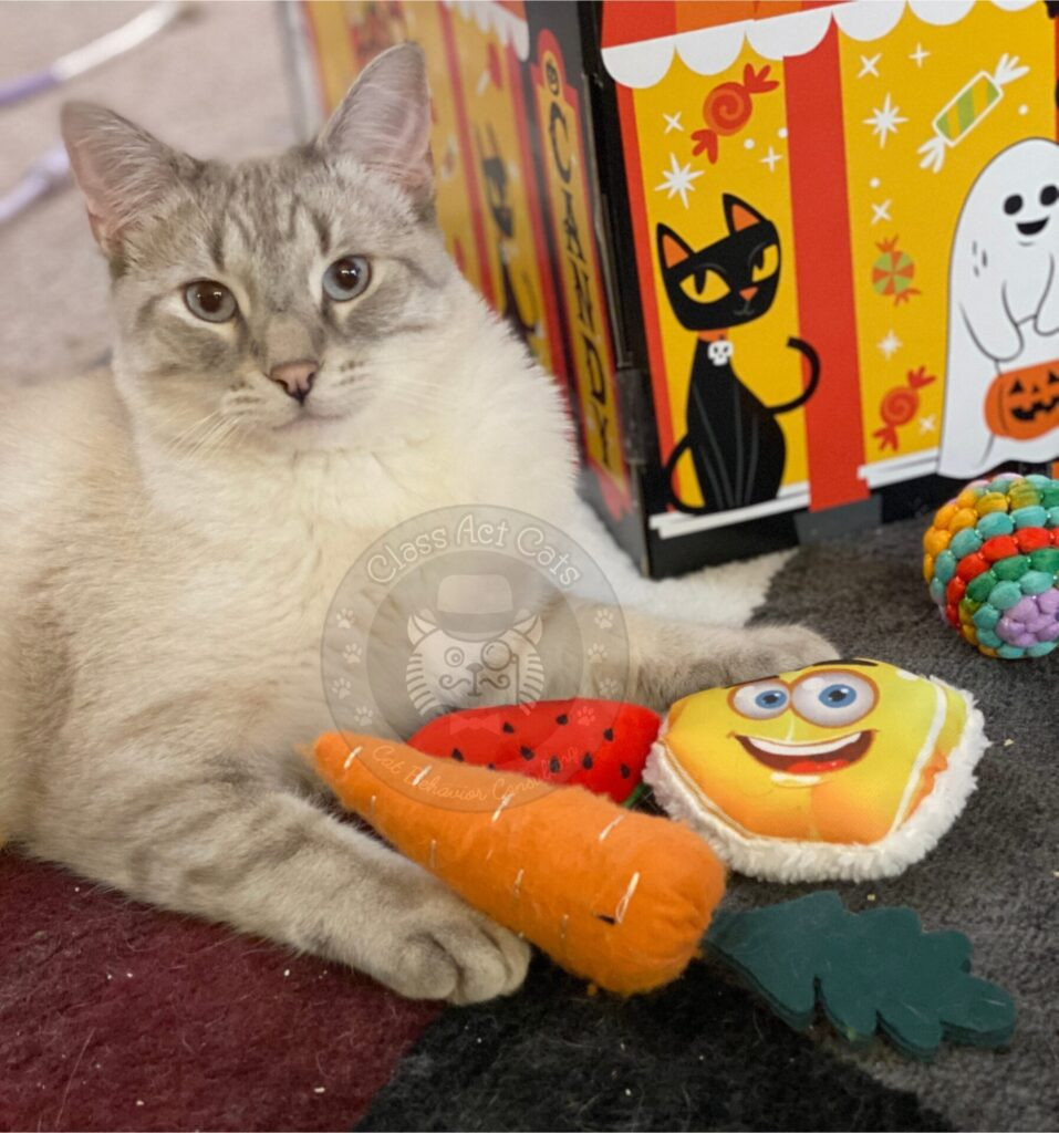 Poutine the cat with a variety of toys