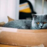 Cat sitting in a cardboard box with a curious expression