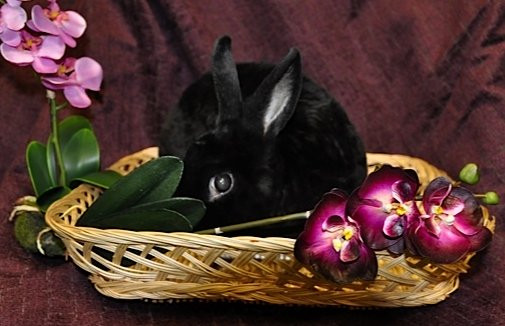 Rabbit enjoying a nap in a litter box filled with paper-based litter, showcasing a safe and comfortable environment.